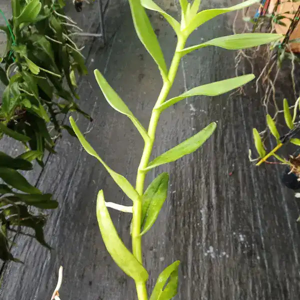 Arachnis Flosaeris