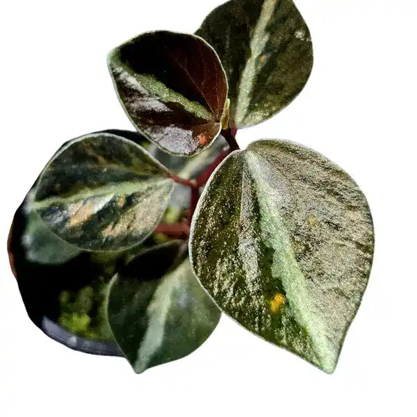 Peperomia Orange Metallic