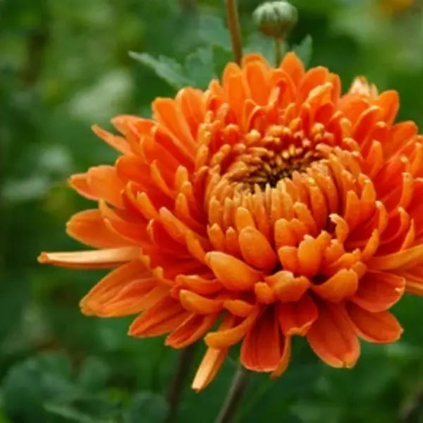 Jamanthi,Chrysanthemum Orange - Rare