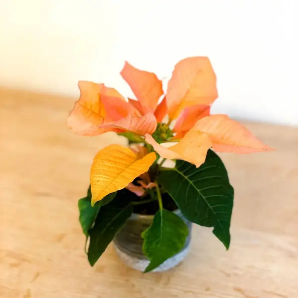 Orange Poinsettia