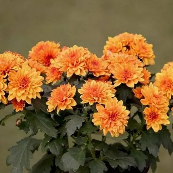 Jamanthi,Chrysanthemum Orange - Rare
