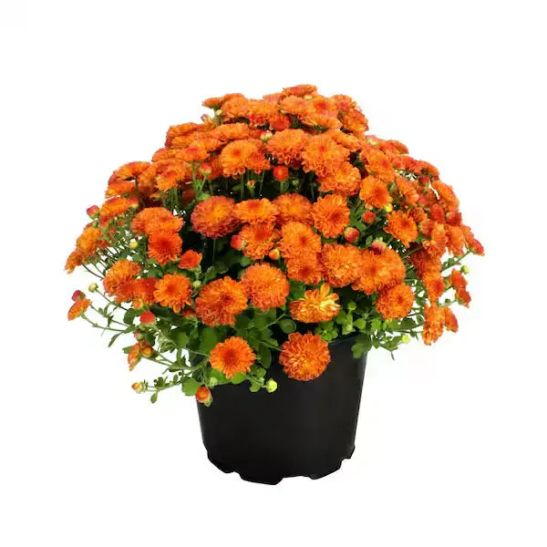 Jamanthi,Chrysanthemum Orange - Rare
