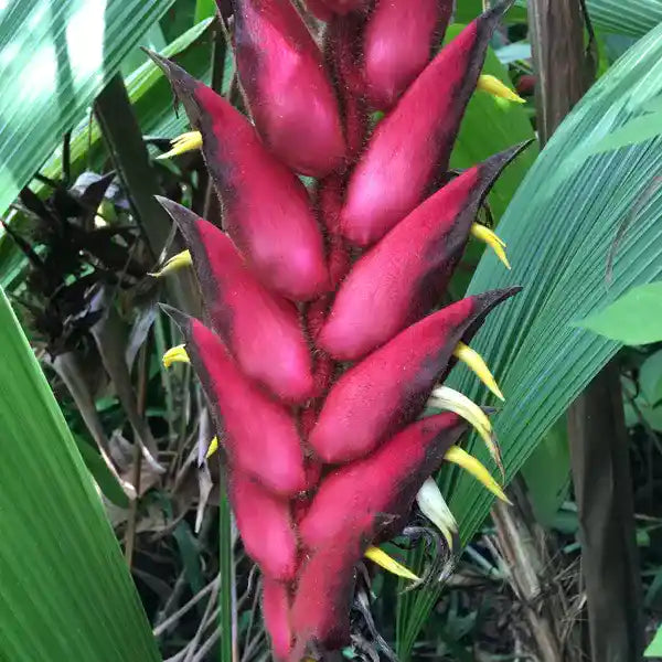 Heliconia Magnifica