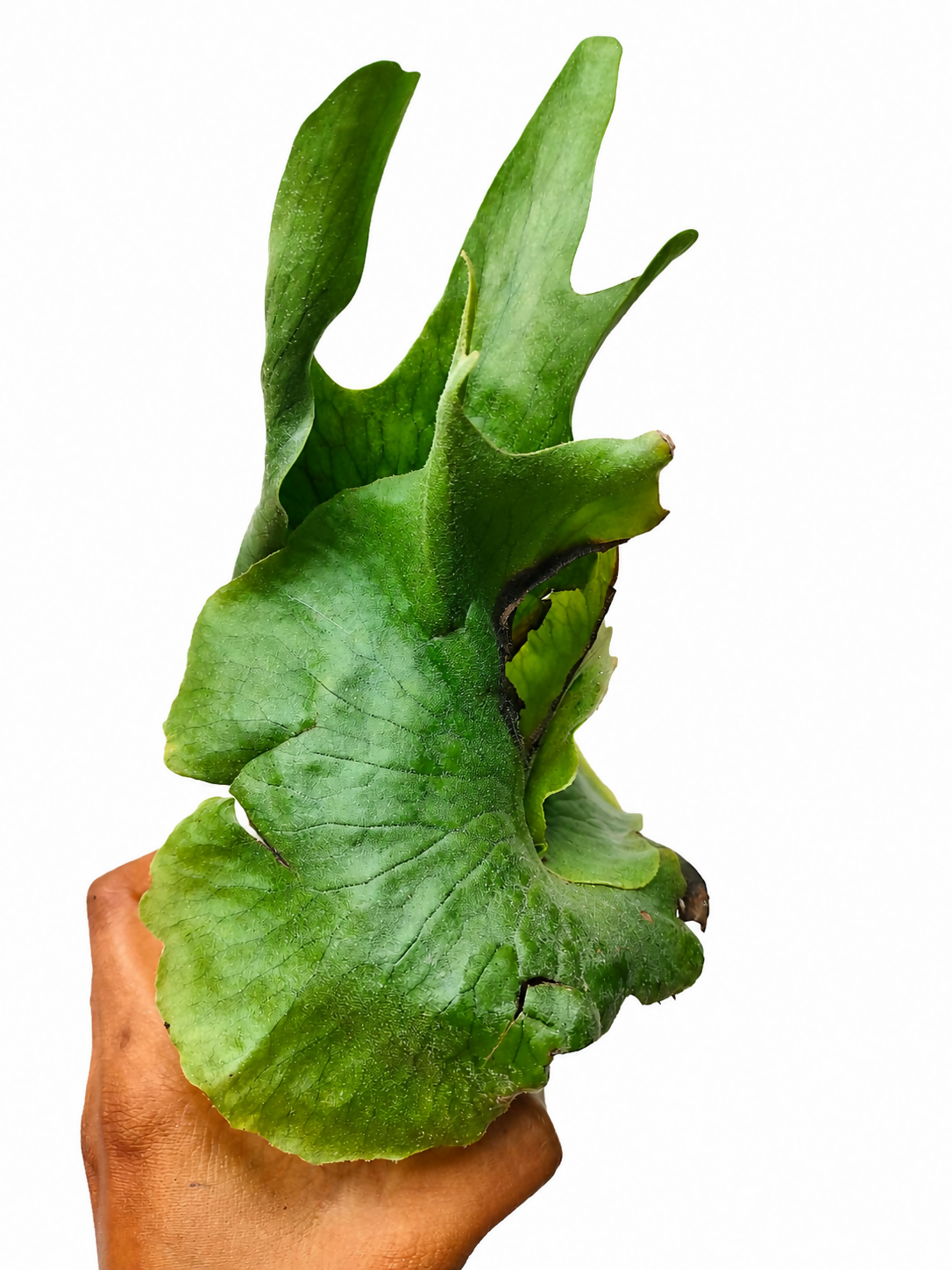 Platycerium wandae (Queen Staghorn Fern)