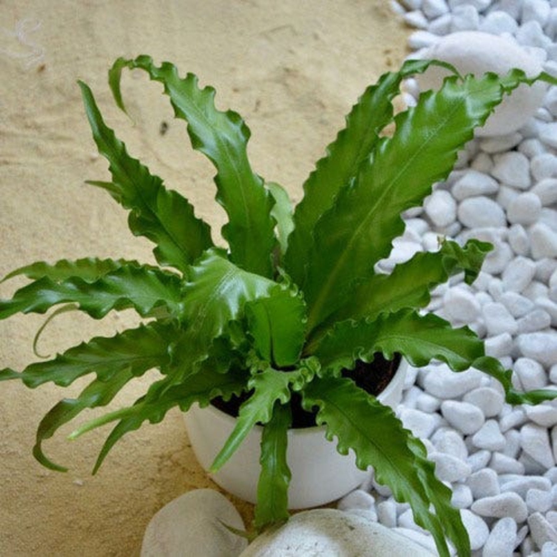 Victoria Bird's Nest Fern leaf details and texture – healthy indoor plant