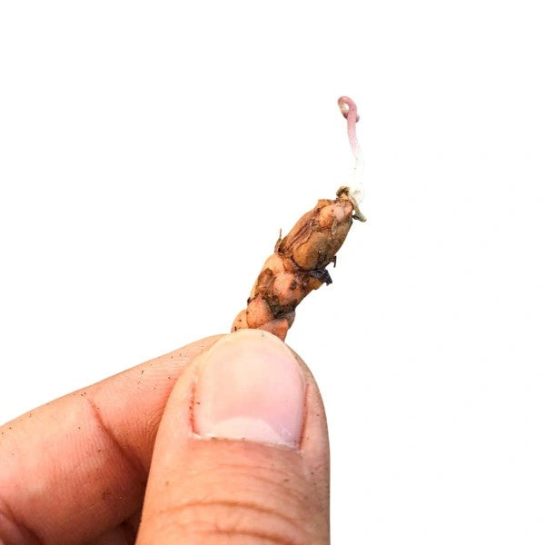 Oxalis Triangularis, Butterfly Plant Purple, Purple Shamrock - Corm (Bulb)