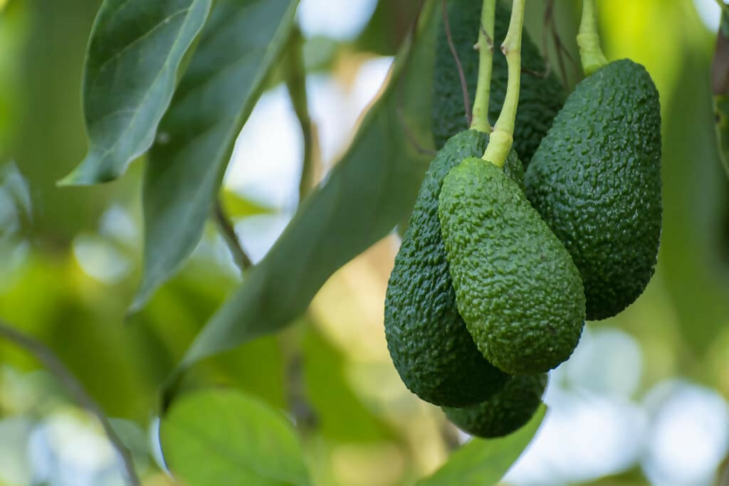 Avocado Hass Live Plant (Persea americana 'Hass')