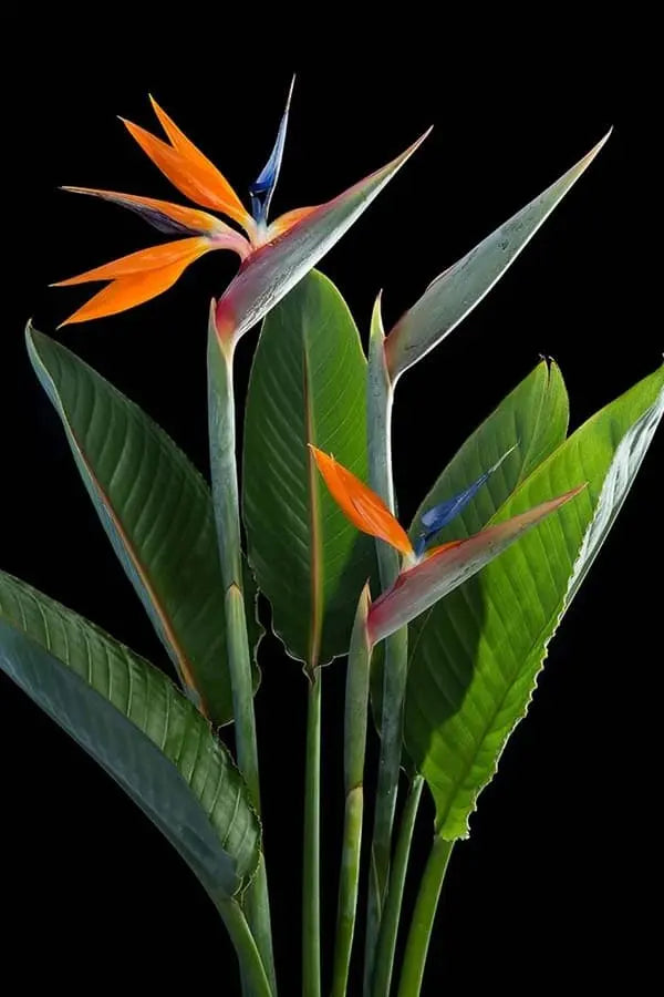 Birds of paradise (Orange)