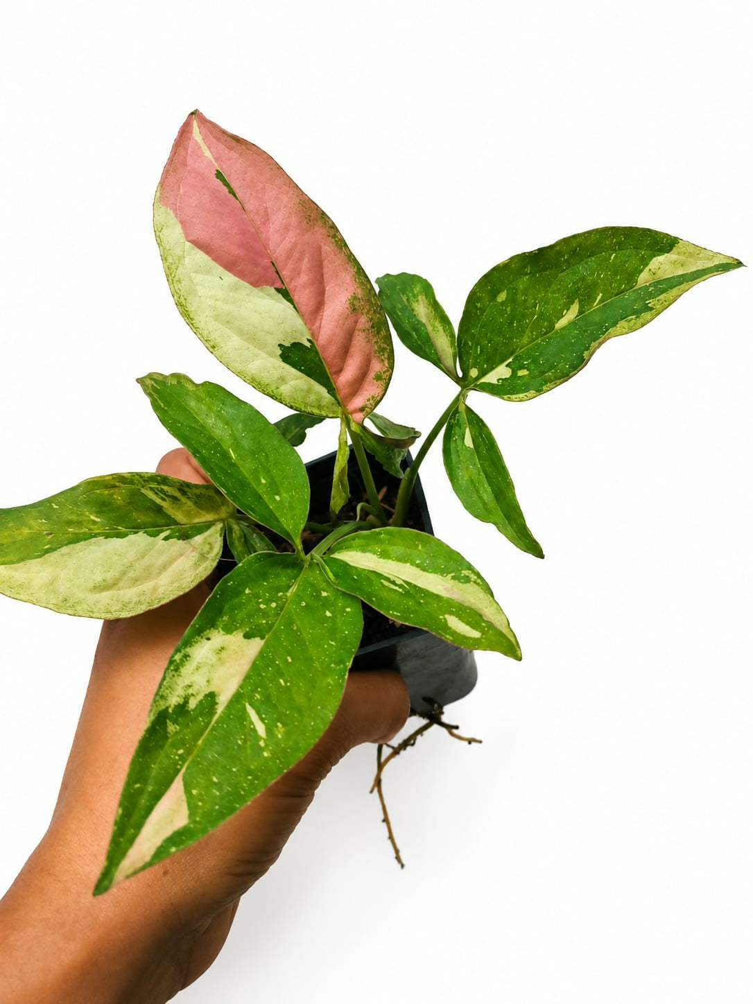 Syngonium Tricolor Arrowhead Plant | Rare Indoor Foliage