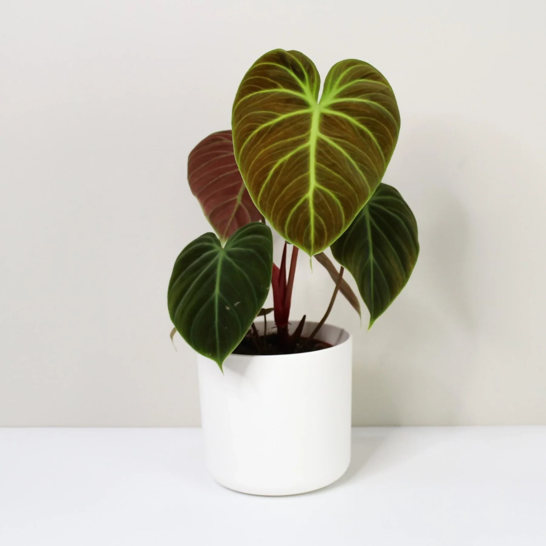 Philodendron El-Choco Red