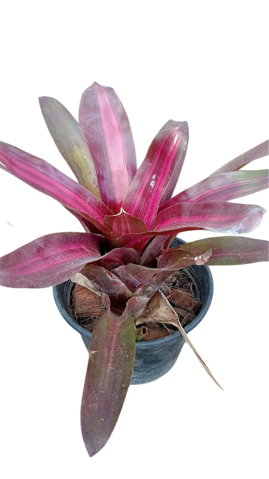 Bromeliad