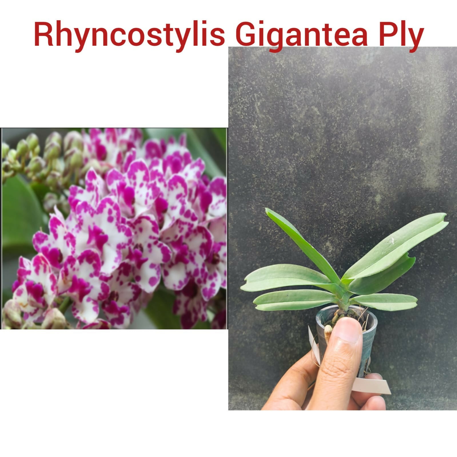 Rhyncostylis Orchid Gigantea Ply