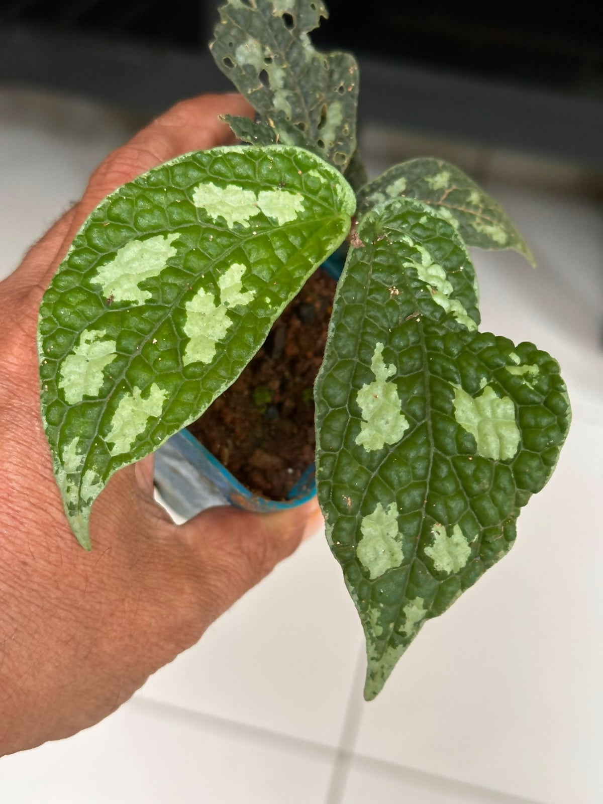 Elatostema sp Thailand