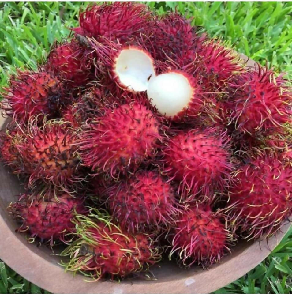 Malwana Rambutan Live Plants (Red)
