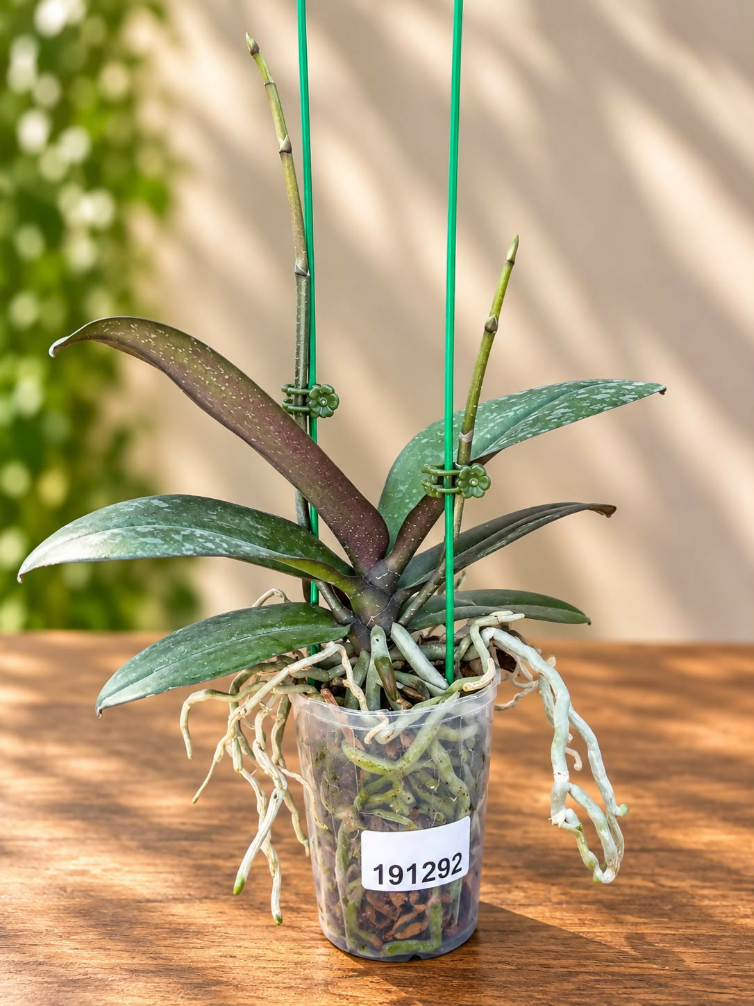 Phalaenopsis-191292