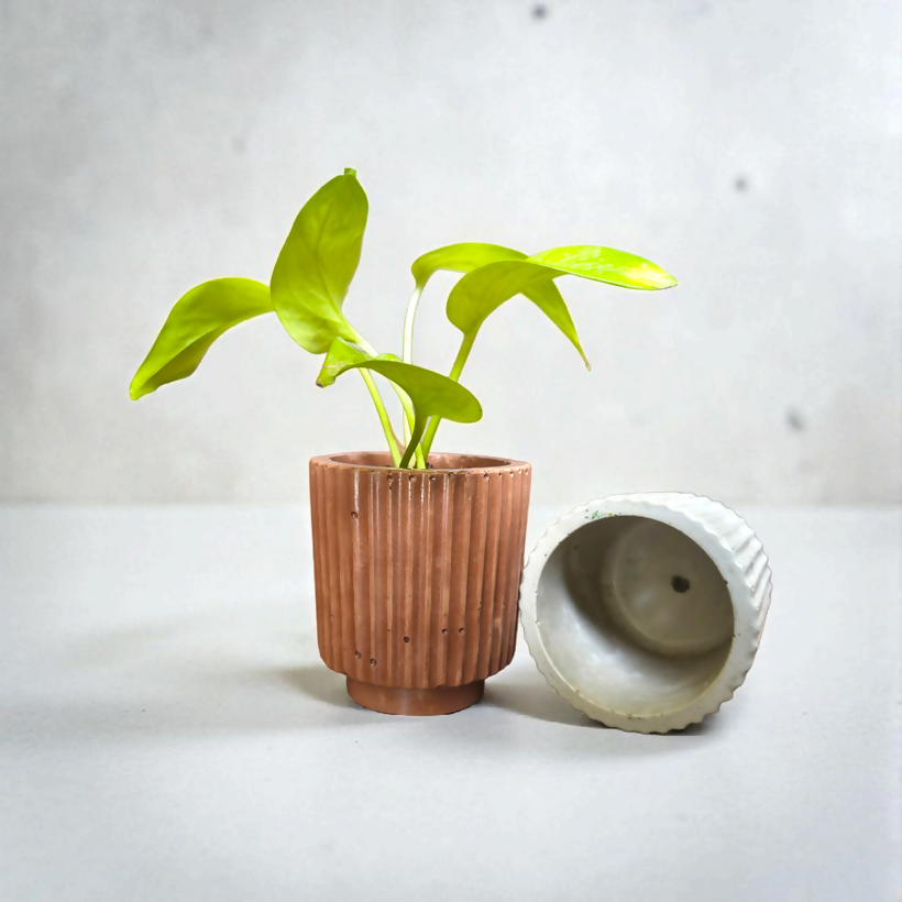 The Nordic Grove - 4"x 3.5" | elegant | concrete planter | natural colour| earth finishes
