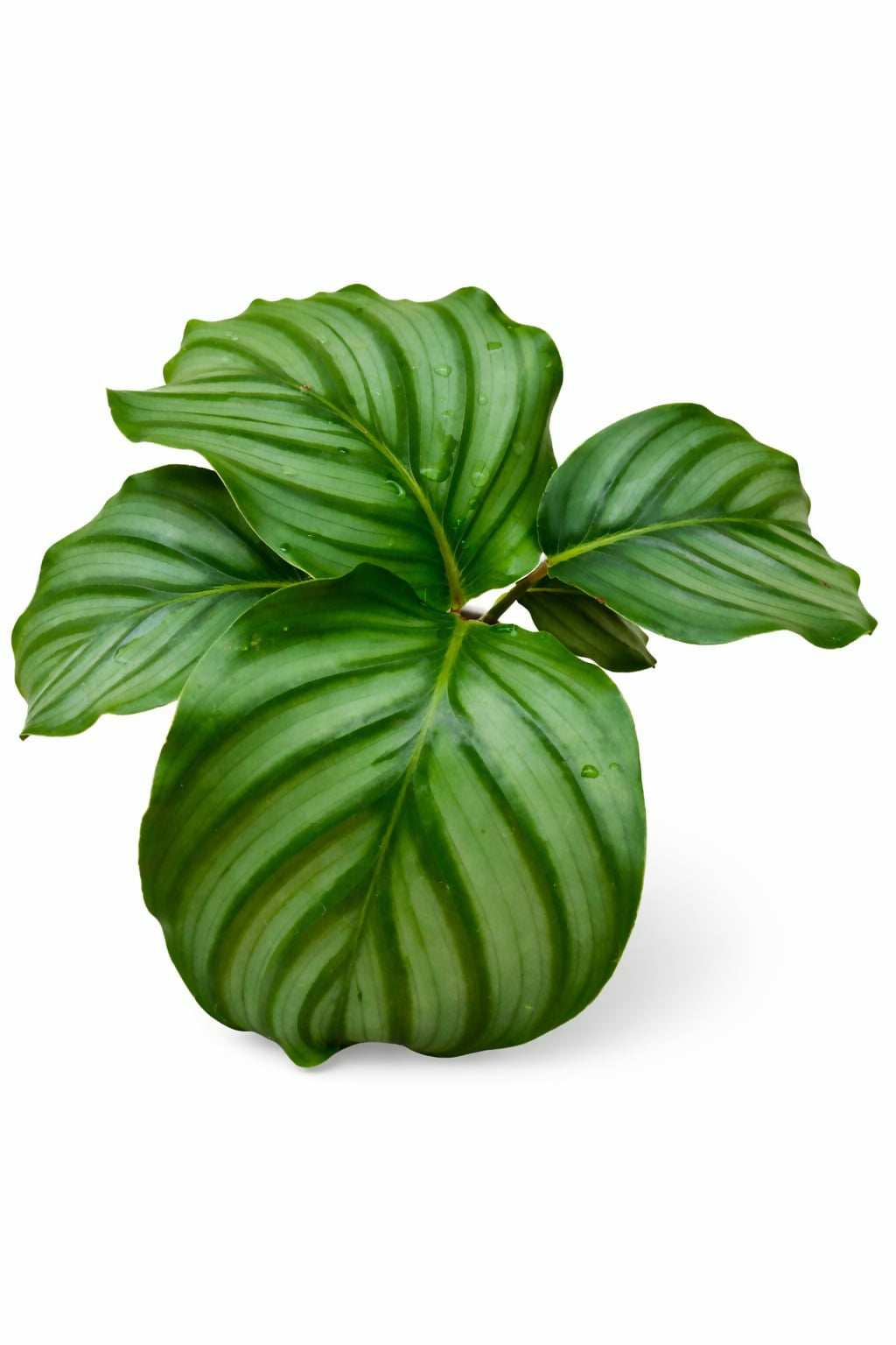 Calathea Orbifolia