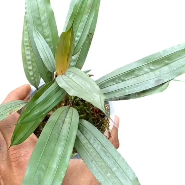 Palm Borneo Sp