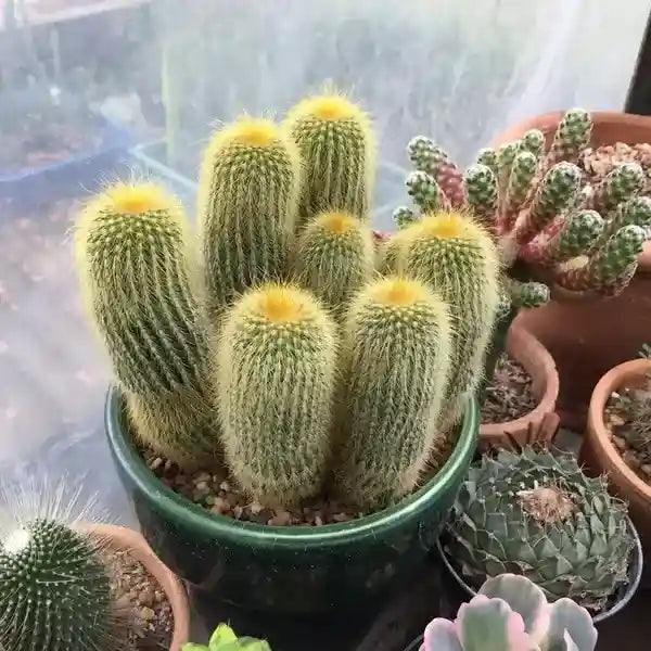 Parodia Leninghausii Cactus