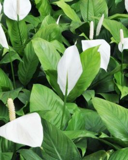 Peace lily (single plant)