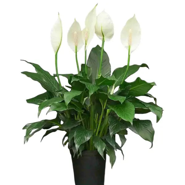 Peace Lily, Spathiphyllum Plant - BUSHY