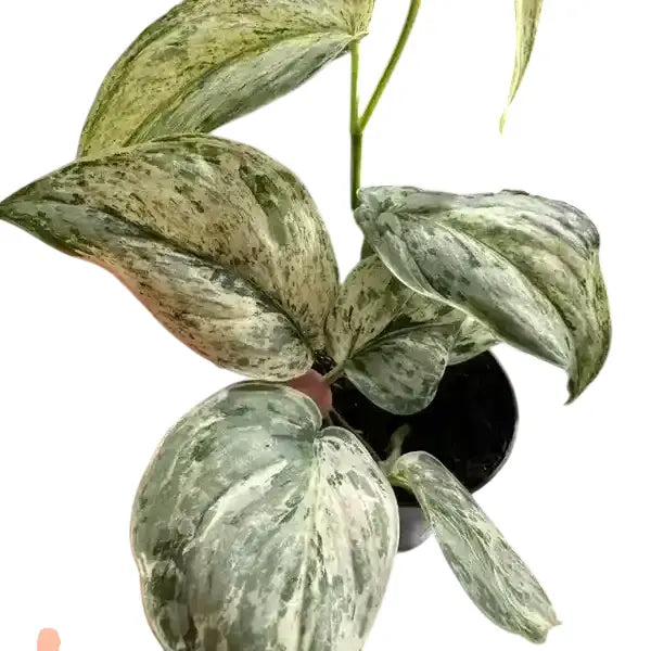Scindapsus Peasun