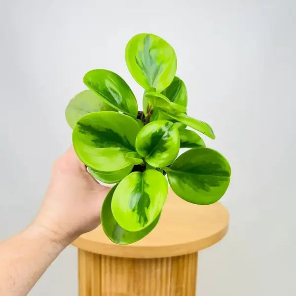 Baby Rubber Plant Lemon Lime, Pepperomia Obtusifolia