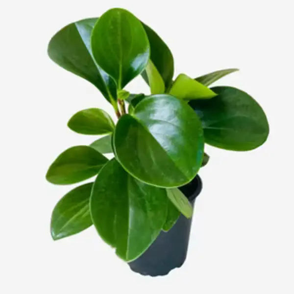 Baby Rubber Plant (Peperomia Obtusifolia)