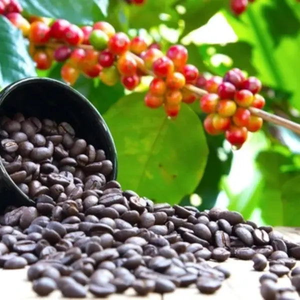 Coffee Plant