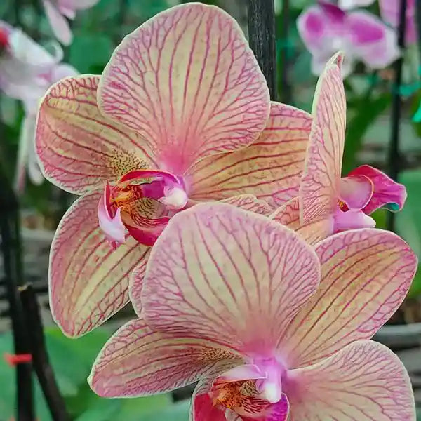 Phalaenopsis (PF-086)