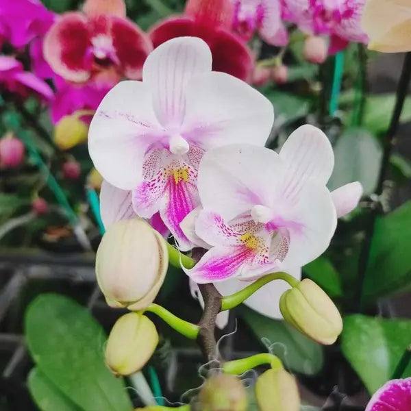 Phalaenopsis (PF-092)