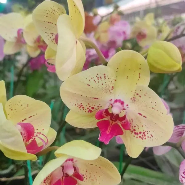 Phalaenopsis (PF-093)