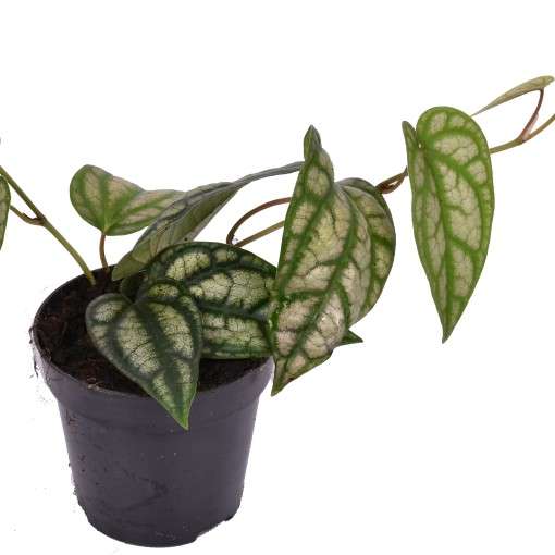 Piper Sylvaticum Plant - Rare