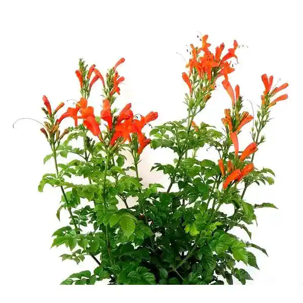 Tecoma Orange Shrub (Chicklet Orange) Plant | Orange Jubilee Esperanza (Tecoma stans 'Orange Jubilee')