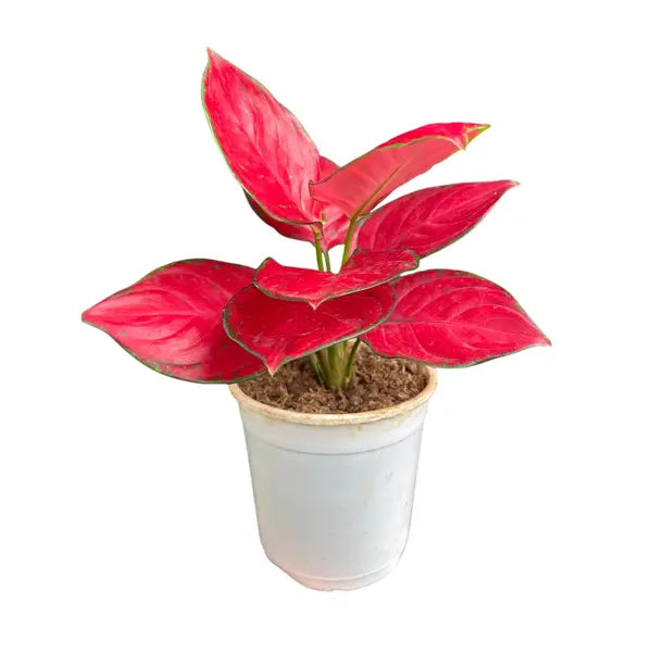 Aglaonema Fuji Red