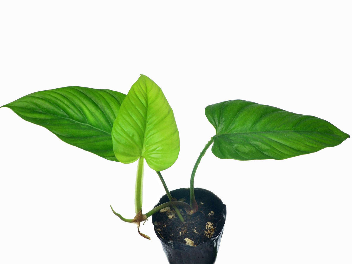 philodendron ernestii mature Philodendron Ernestii Green – Foliages.in
