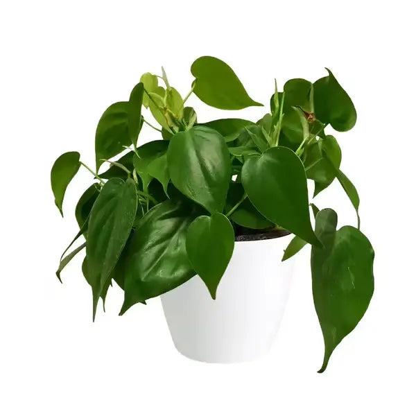 Heartleaf Philodendron