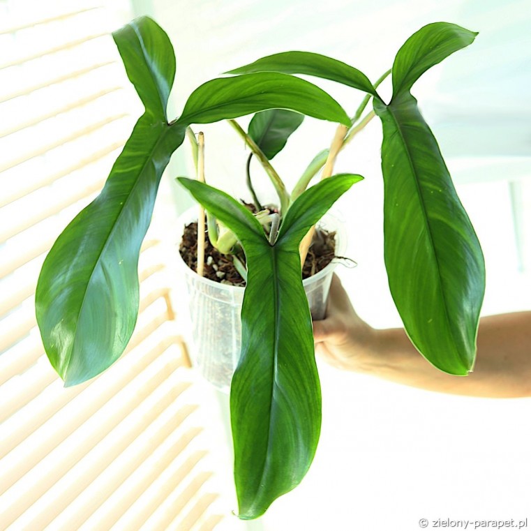 Philodendron bette Waterbury (69686)