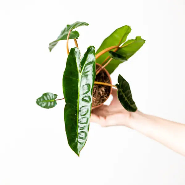 Philodendron Billietiae - Rare plant