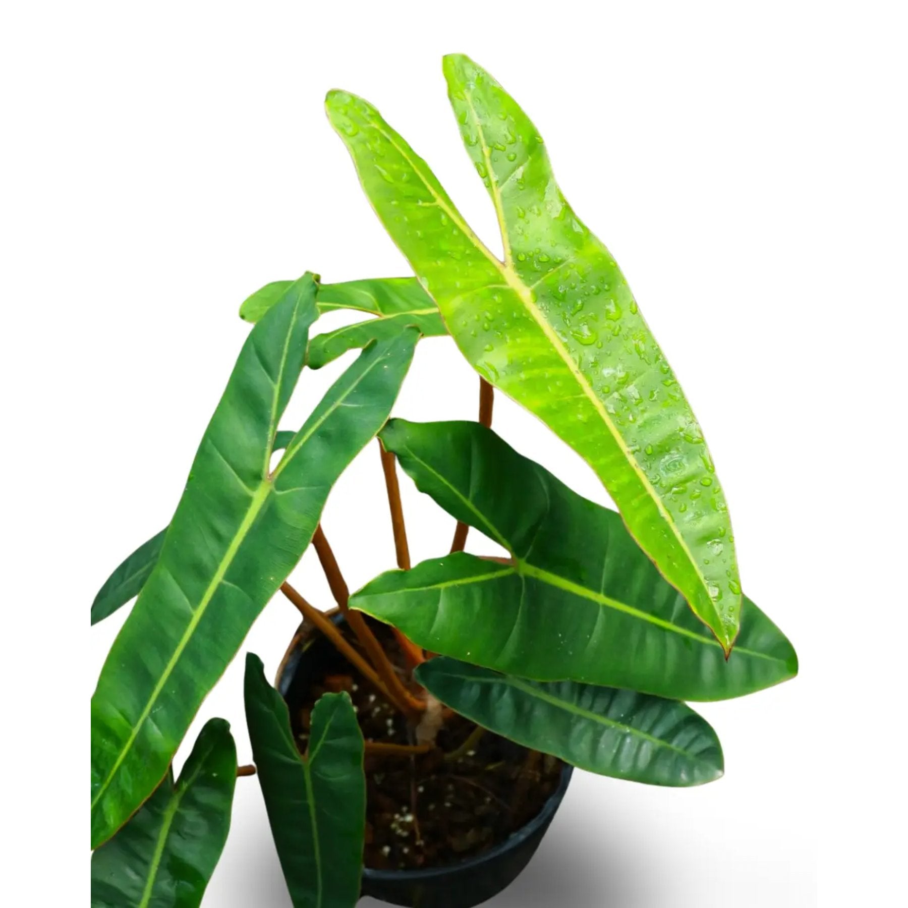 Philodendron Billietiae close up leaf detail – healthy nursery plant – Foliages.in