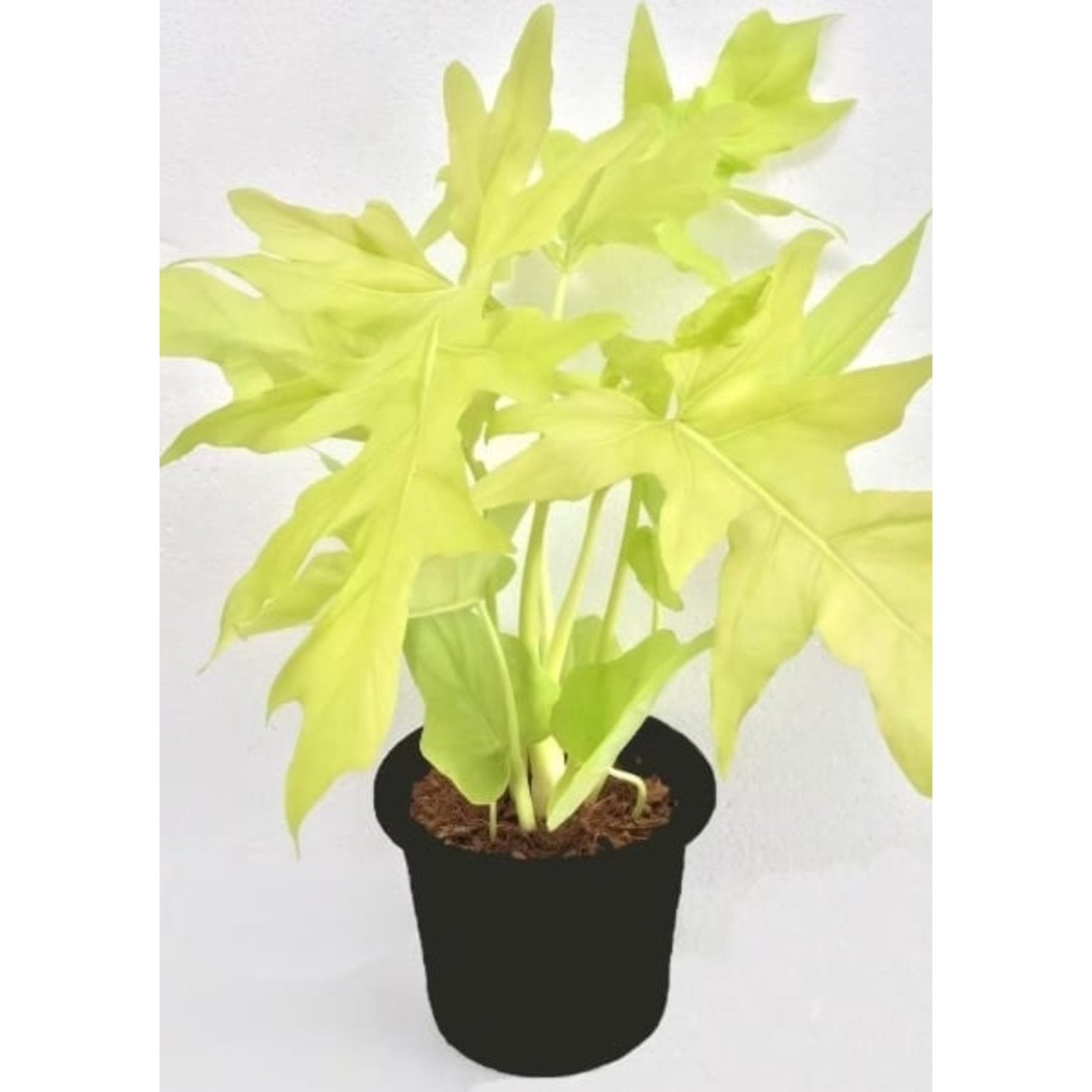 Philodendron Selloum Gold leaf details and texture – healthy indoor plant