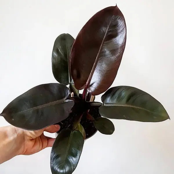 Philodendron Black Cardinal
