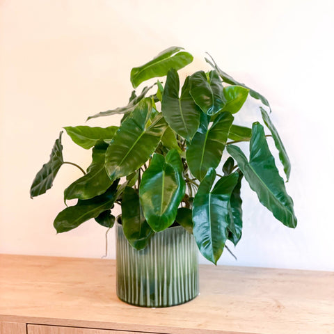 Philodendron Burlemarx Green