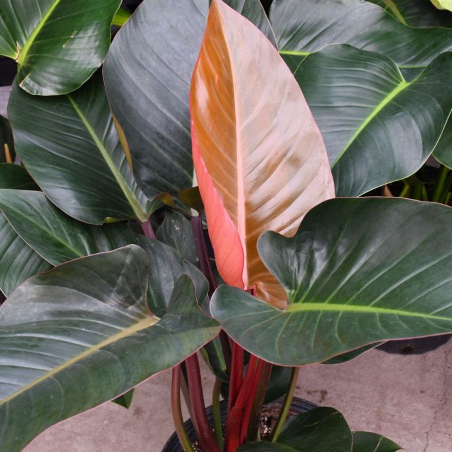 Philodendron Red Congo – Vibrant Philodendron Red Congo foliage – Jiffy Sized
