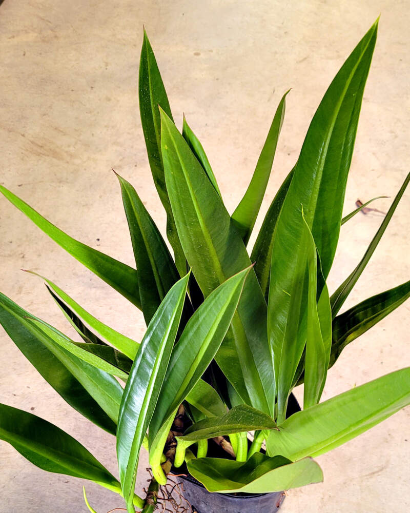 philodendron crassinervum shipping Philodendron Crassinervium – Foliages.in