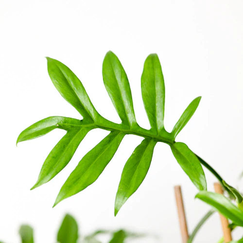 PHILODENDRON DISTANTILOBUM 'CINDERELLA' - Rare