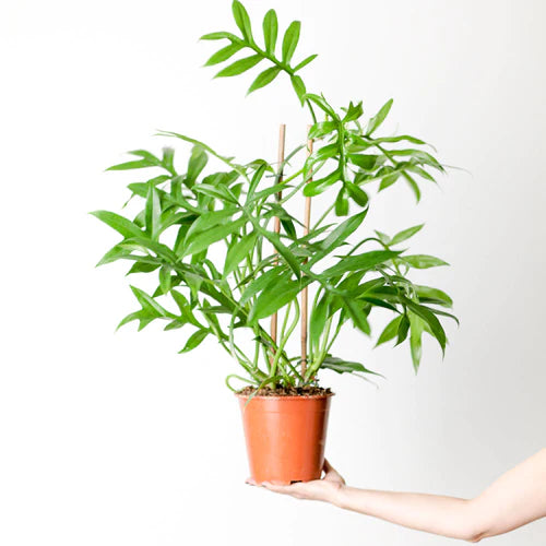 PHILODENDRON DISTANTILOBUM 'CINDERELLA' - Rare