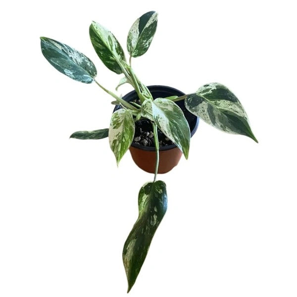 Philodendron Emerald Ice - Very Rare