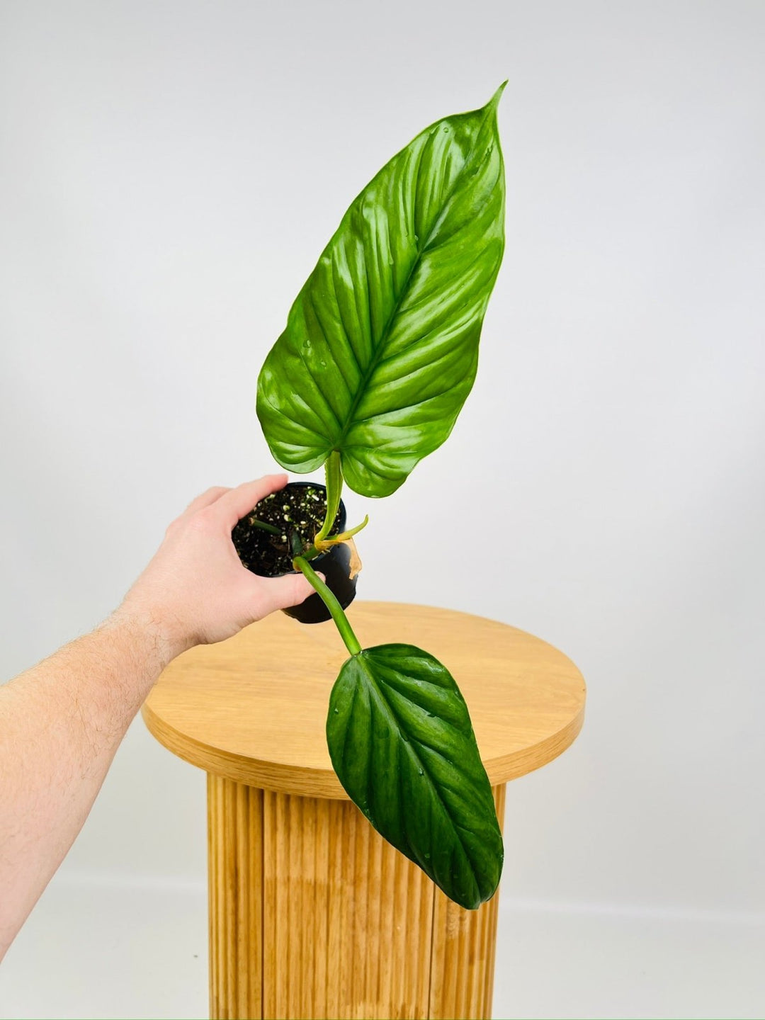 Philodendron Ernestii Green