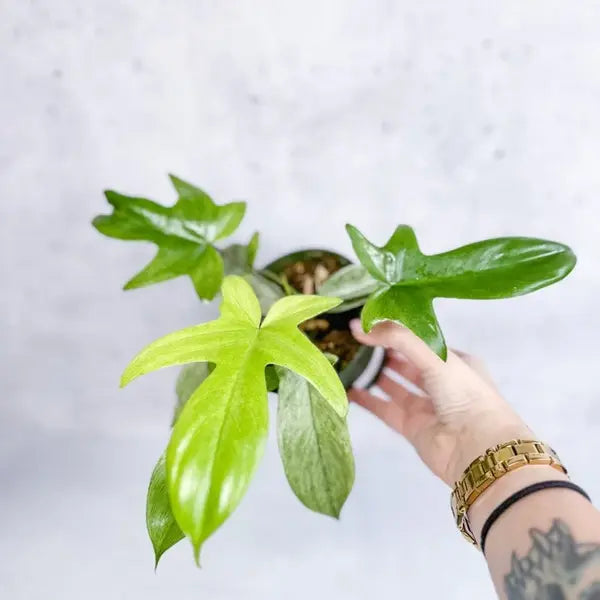 Philodendron Florida Ghost - Rare